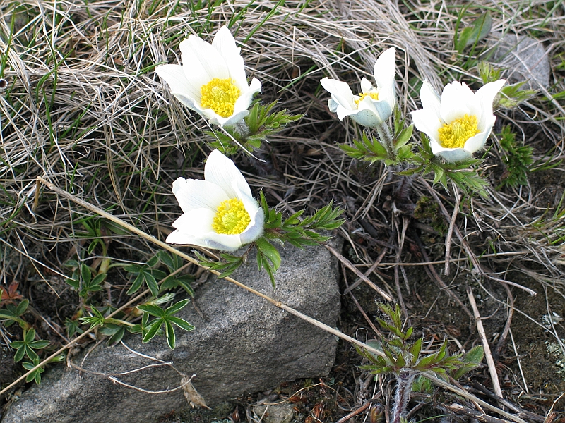 Original image